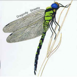 Dragonfly